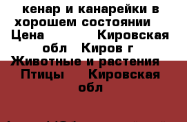 кенар и канарейки в хорошем состоянии  › Цена ­ 2 000 - Кировская обл., Киров г. Животные и растения » Птицы   . Кировская обл.